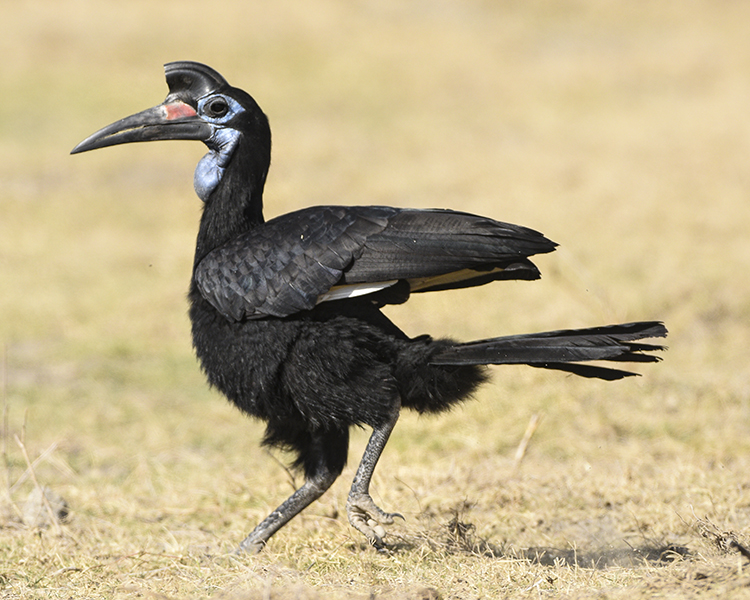 ABYSSINIAN GROUND-HORNBILL ♀