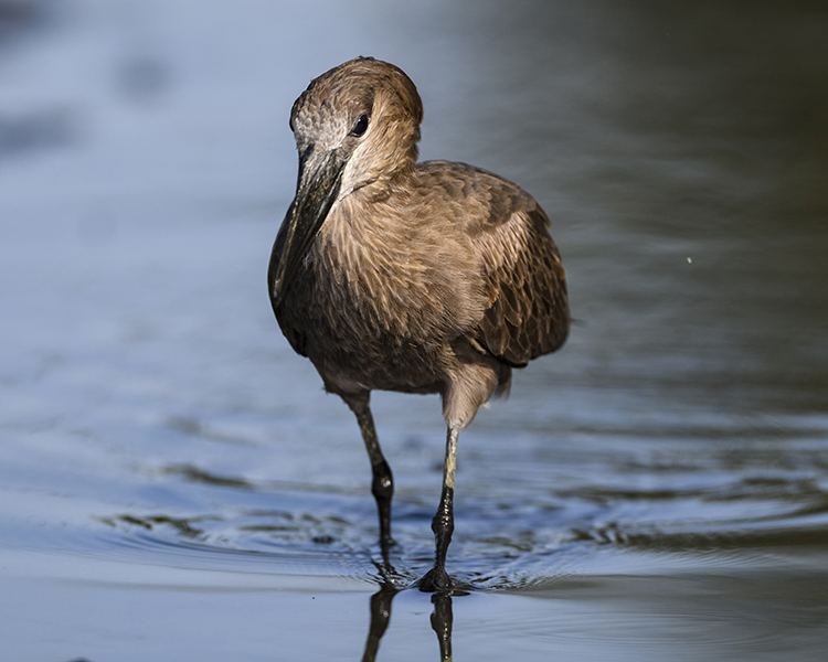 HAMERKOP