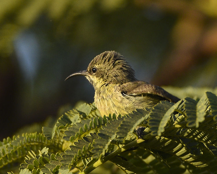 OLIVE-BELLIED SUNBIRD ♀