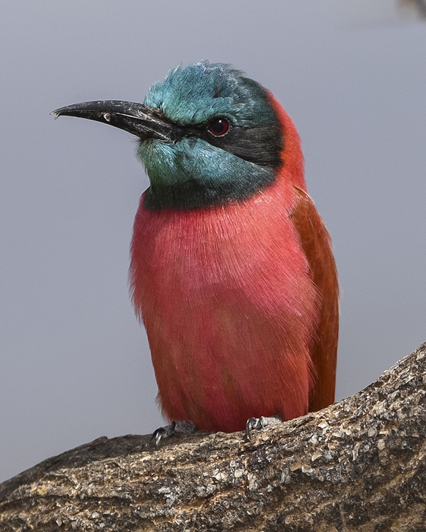 NORTHERN CARMINE BEE-EATER