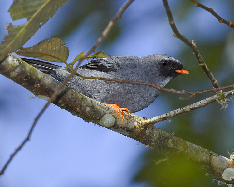 BLACK-FACED SOLITAIRE