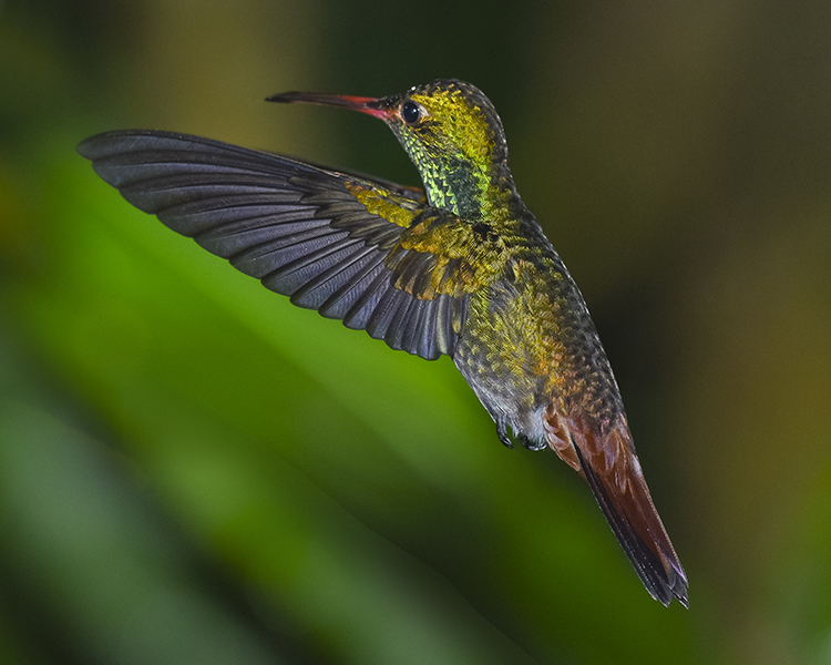 RUFOUS-TAILED HUMMINGBIRD