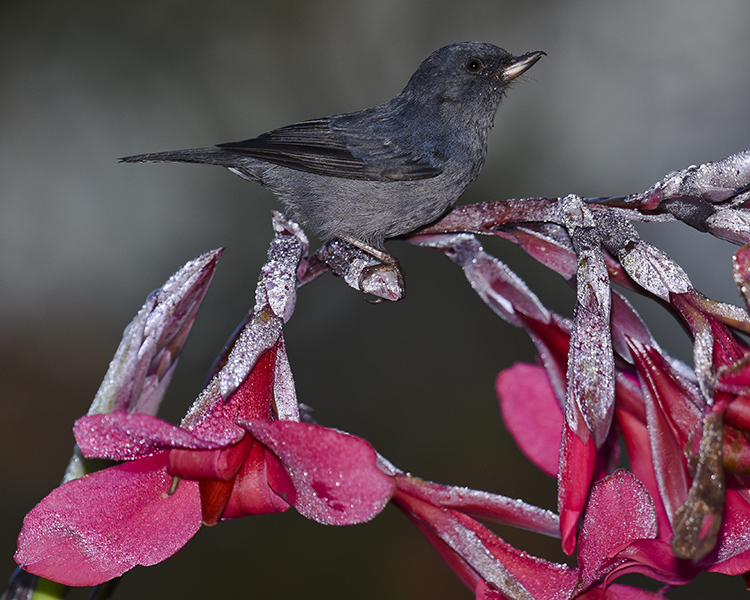 SLATY FLOWERPIERCER ♂