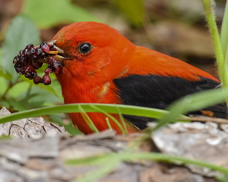 SCARLET TANAGER