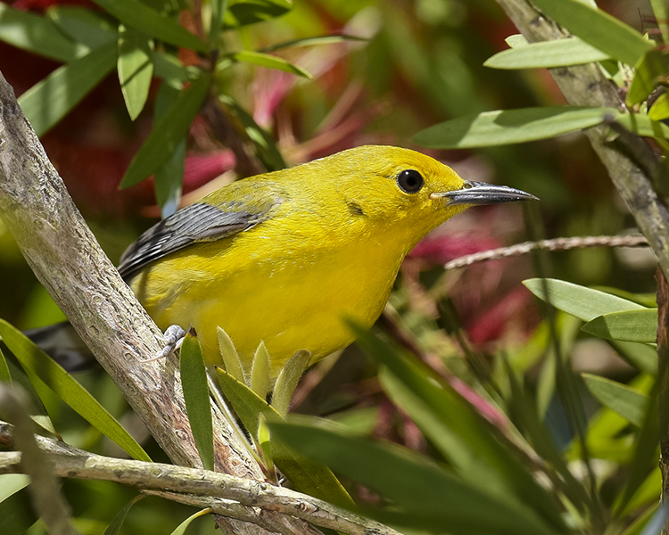 PROTHONOTARY WARBLER