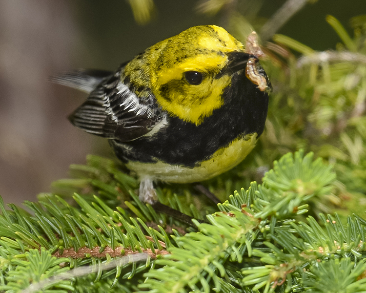 BLACK-THROATED GREEN WARBLER