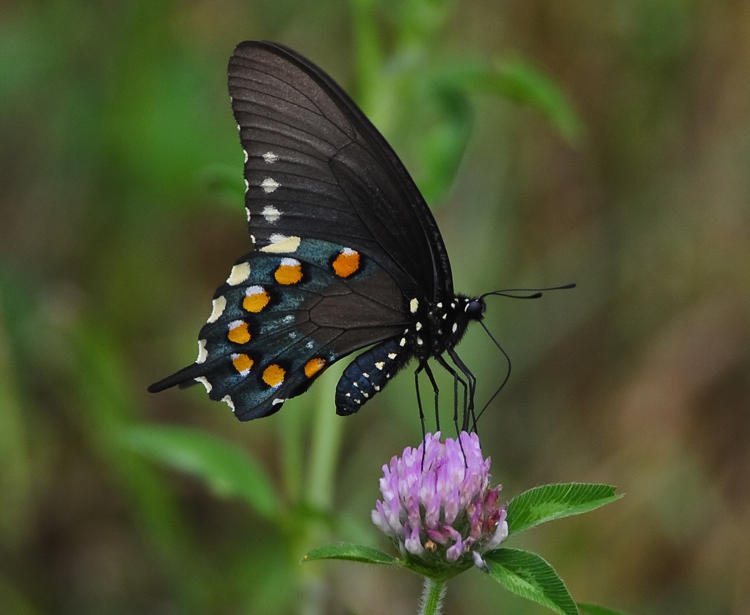 PIPEVINE SWALLOWTAIL (Battus Philenor)