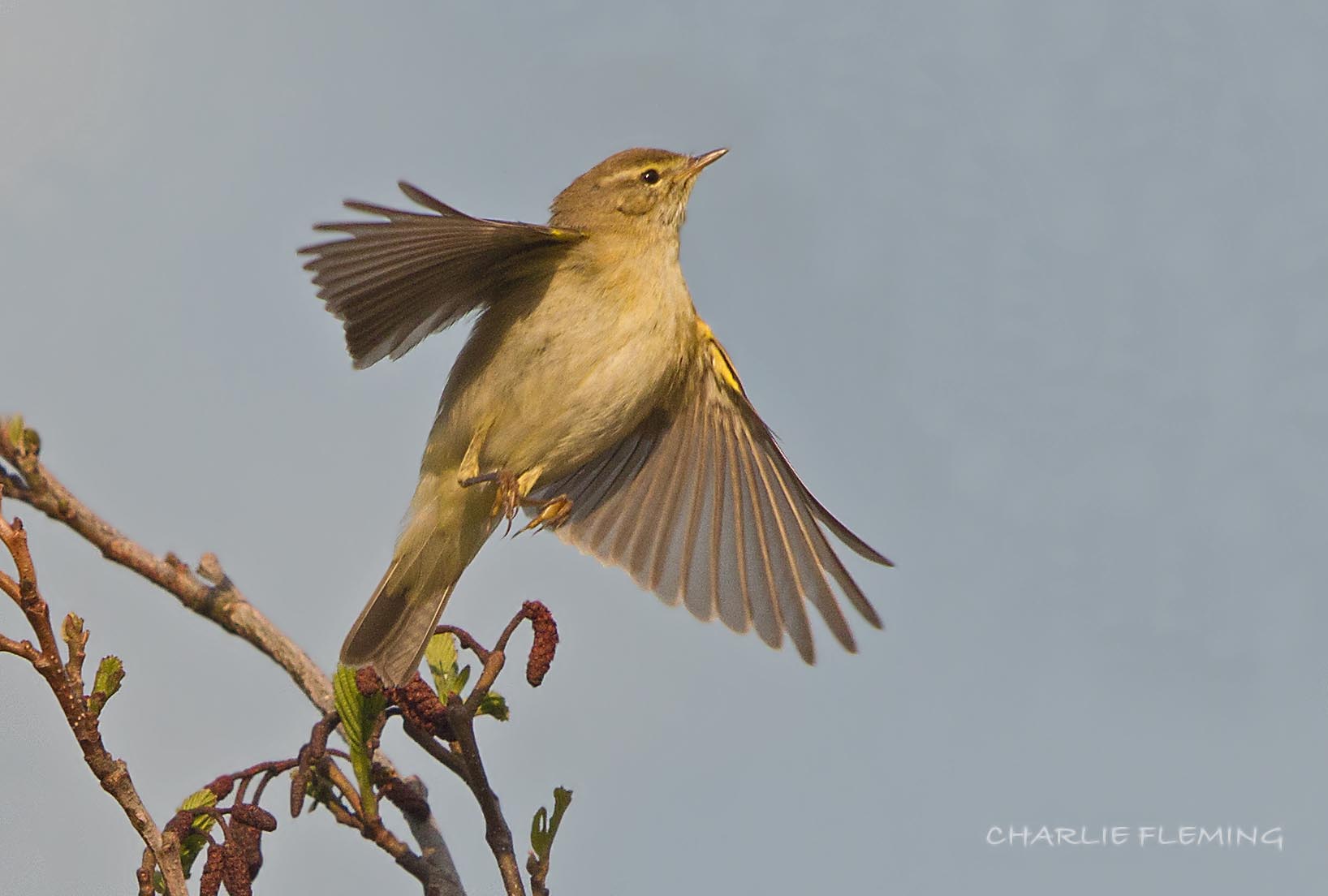 Willow Warbler