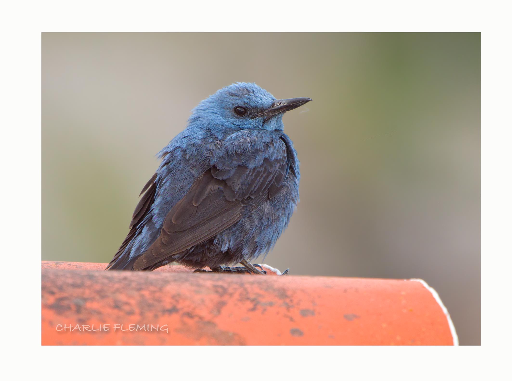 Blue Rock Thrush (Monticola solitarius) 