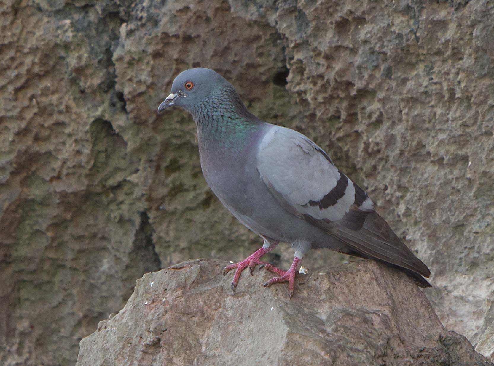 Rock Dove (Columba livia)