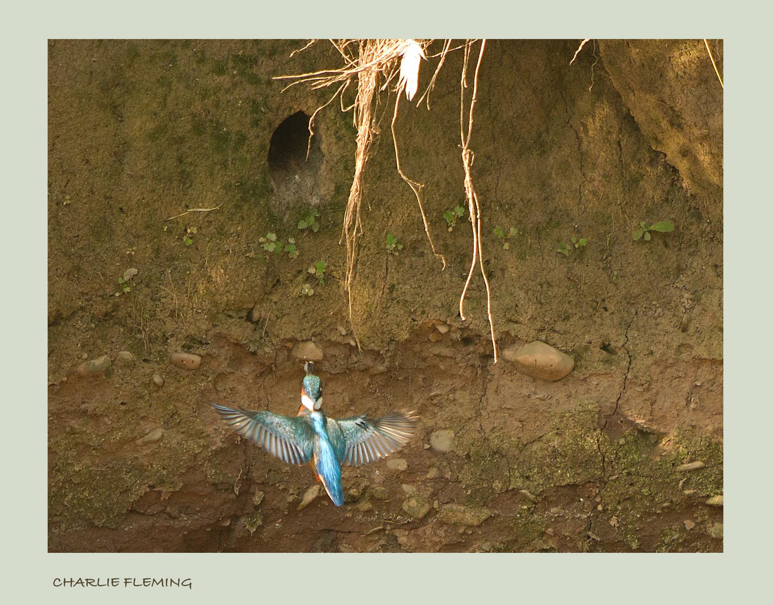 Kingfisher