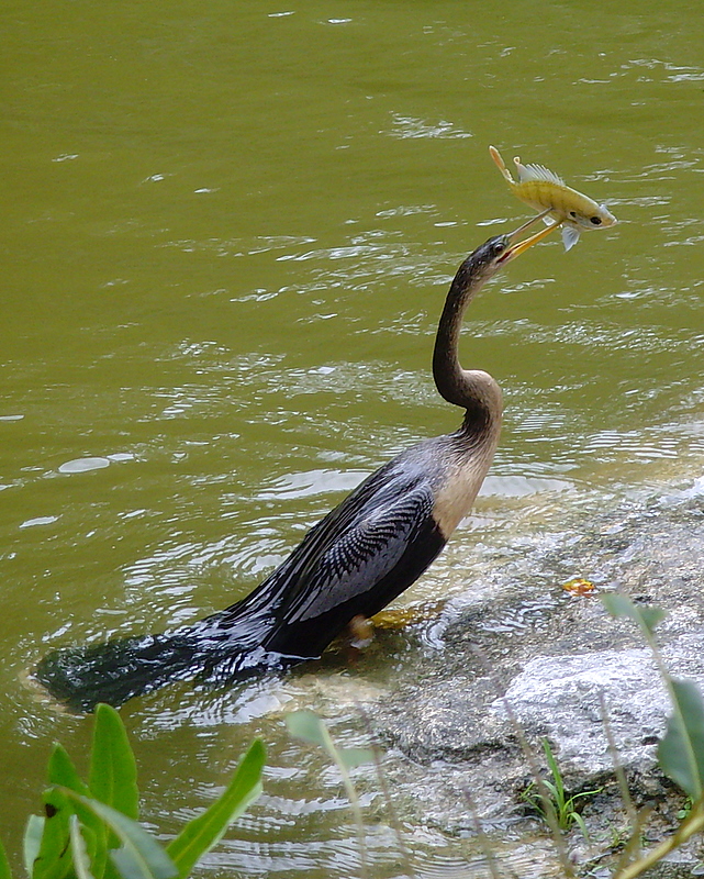 Anhinga (Anhinga anhinga)