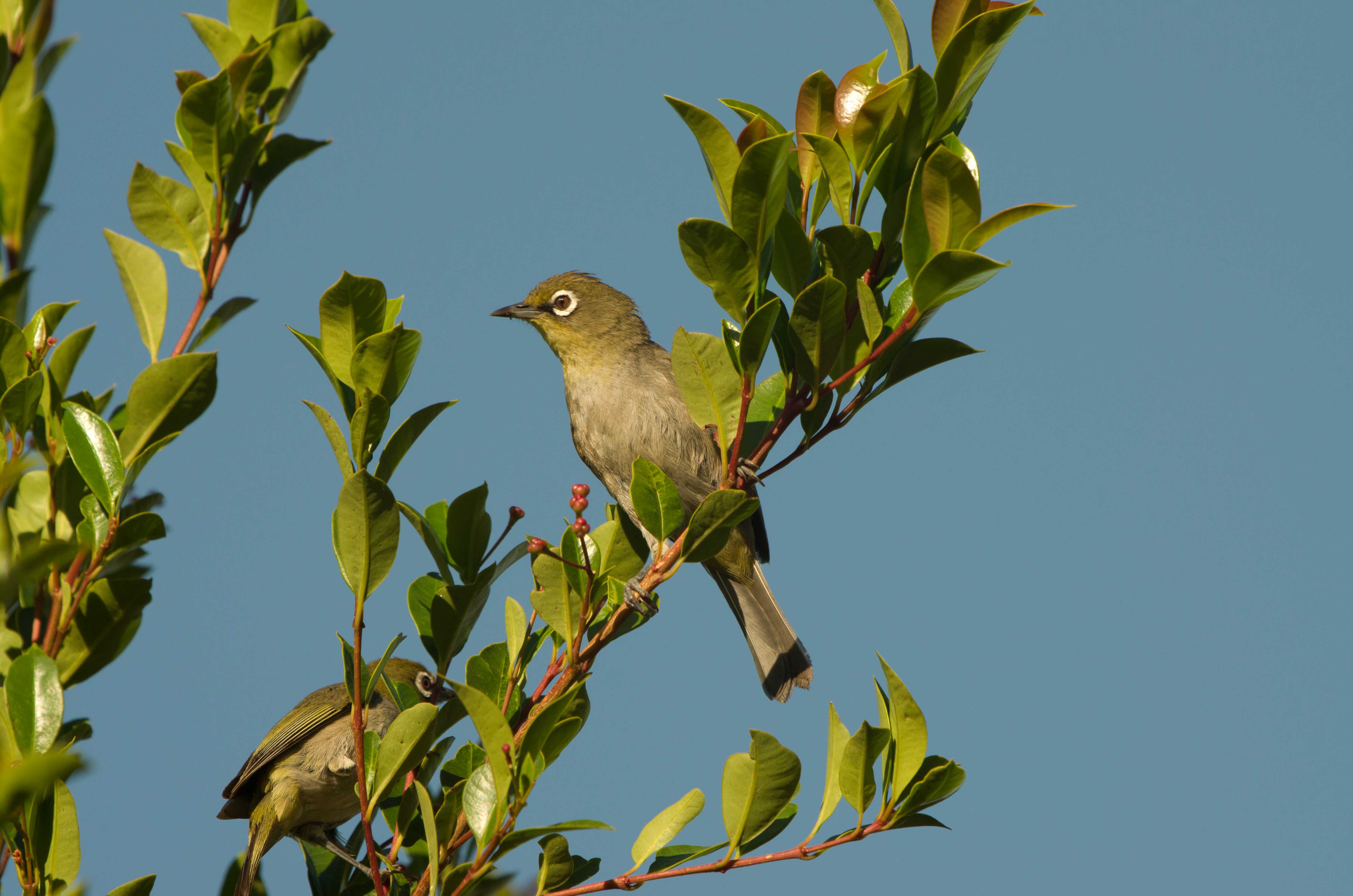 Cape White-eye, Zosterops pallidus,