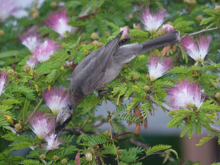 Noisy Friarbird (Philemon corniculatus) 