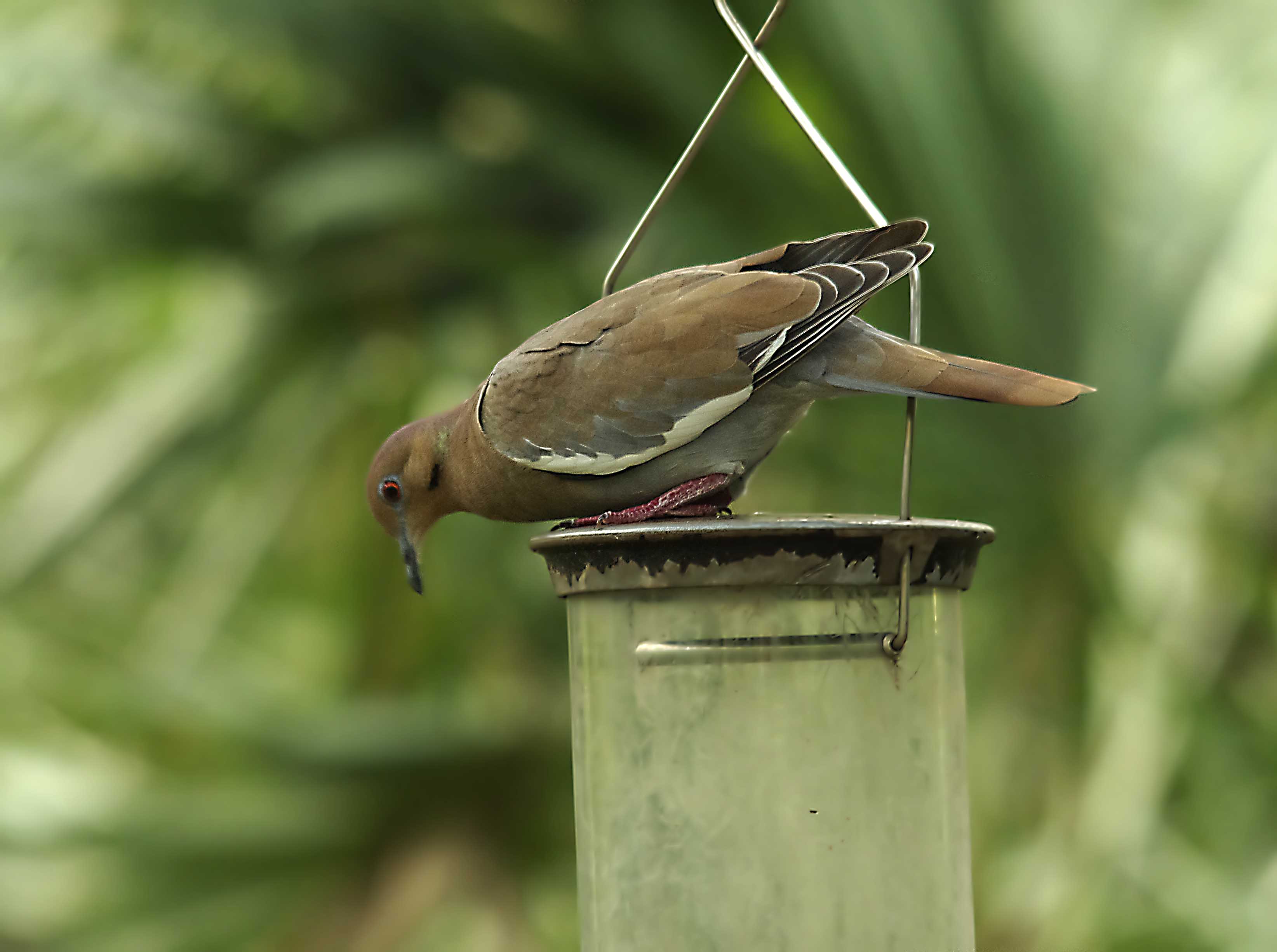 White-winged Dove (Zenaida asiatica) 