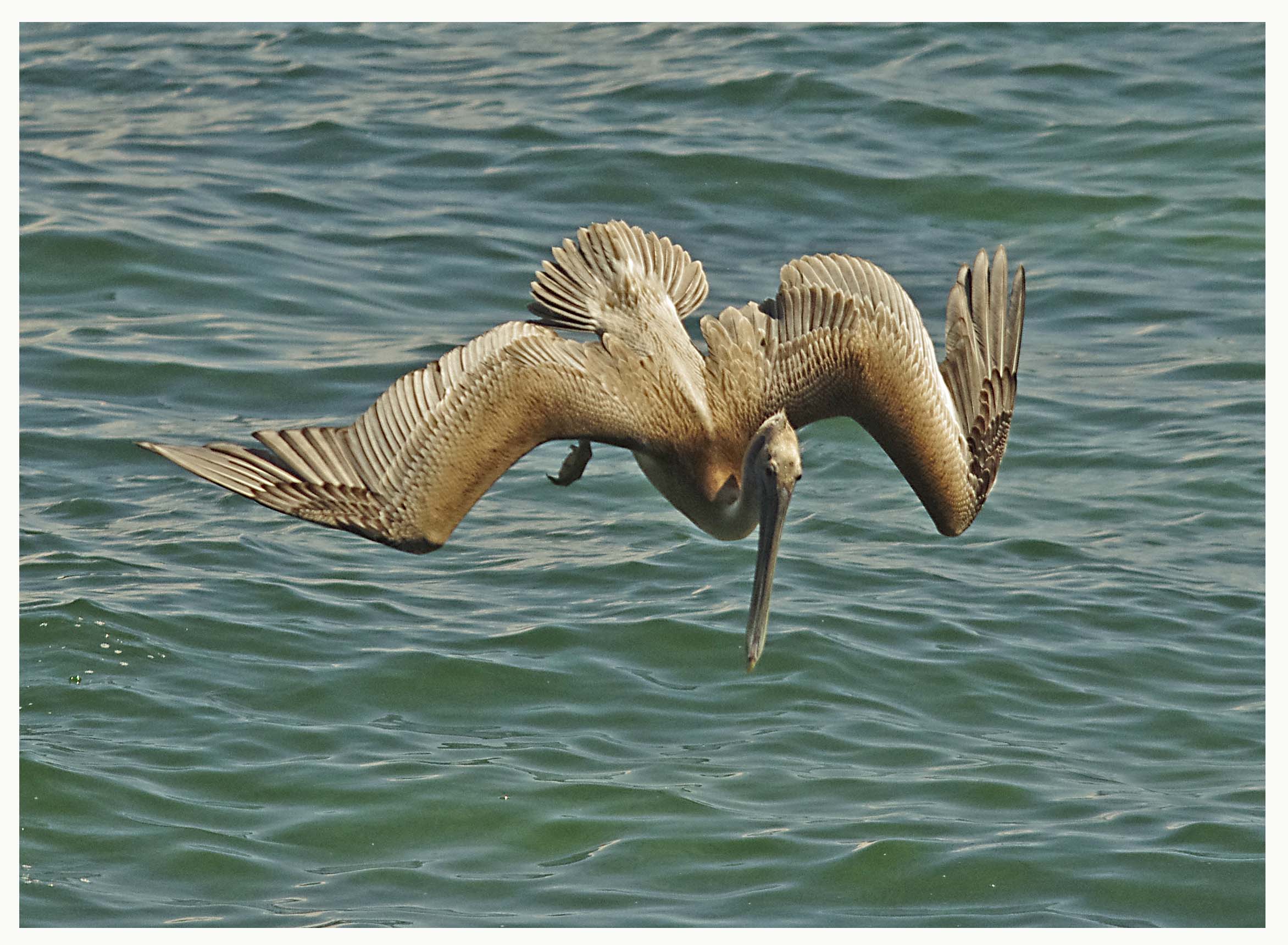 Brown Pelican