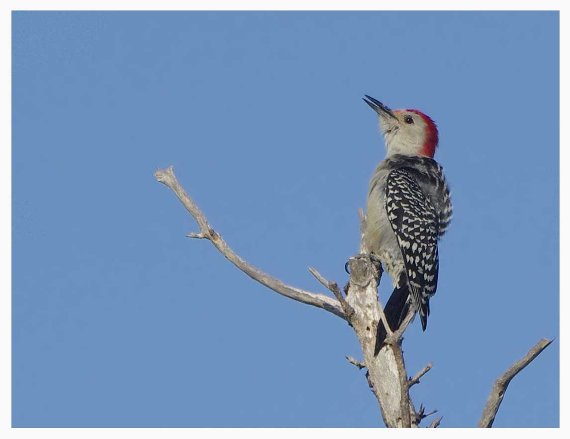 Red bellied Woodpecker - Melanerpes carolinus