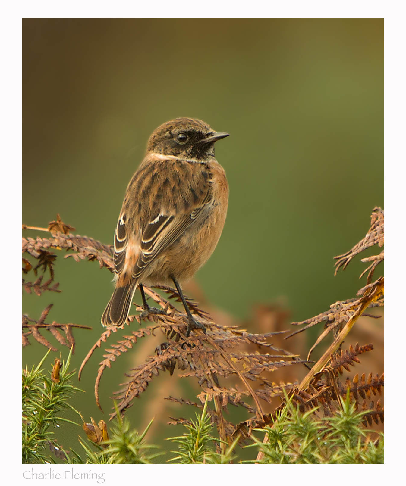 Stonechat