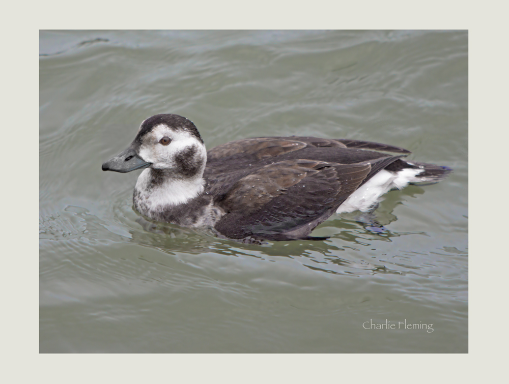 Long-tailed Duck