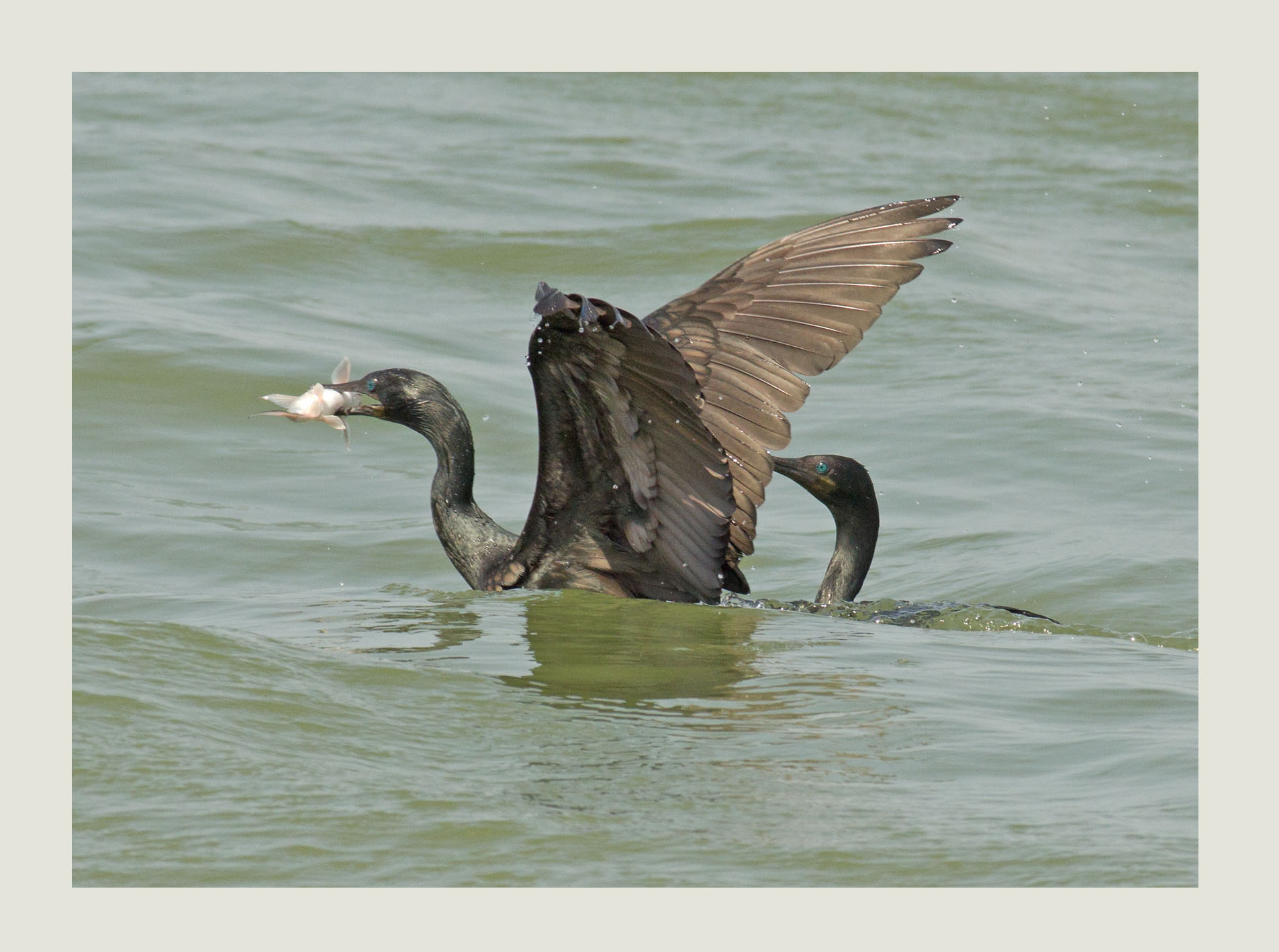 Phalacrocorax fuscicollis-  (Indian Shag)