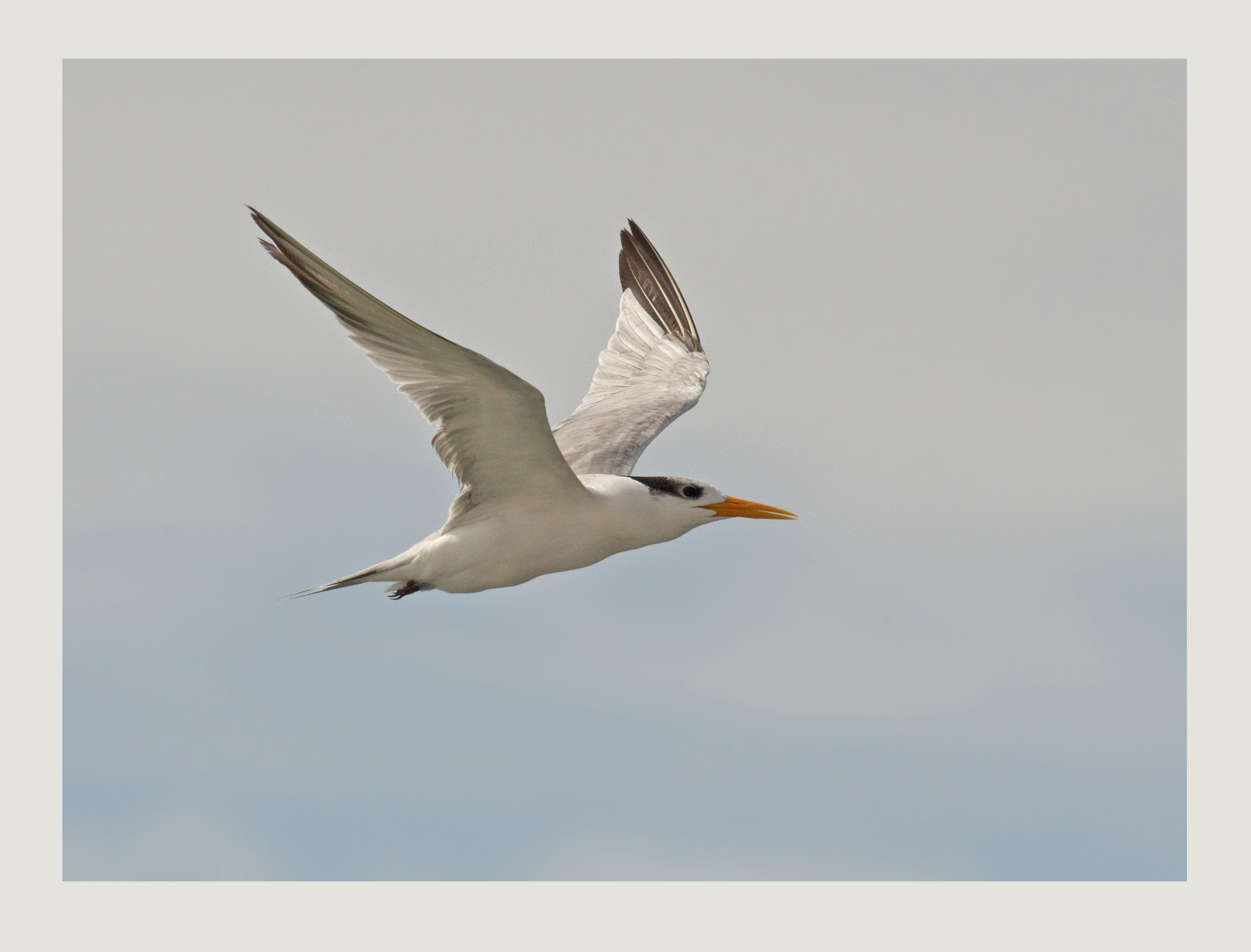 Lesser-crested Tern