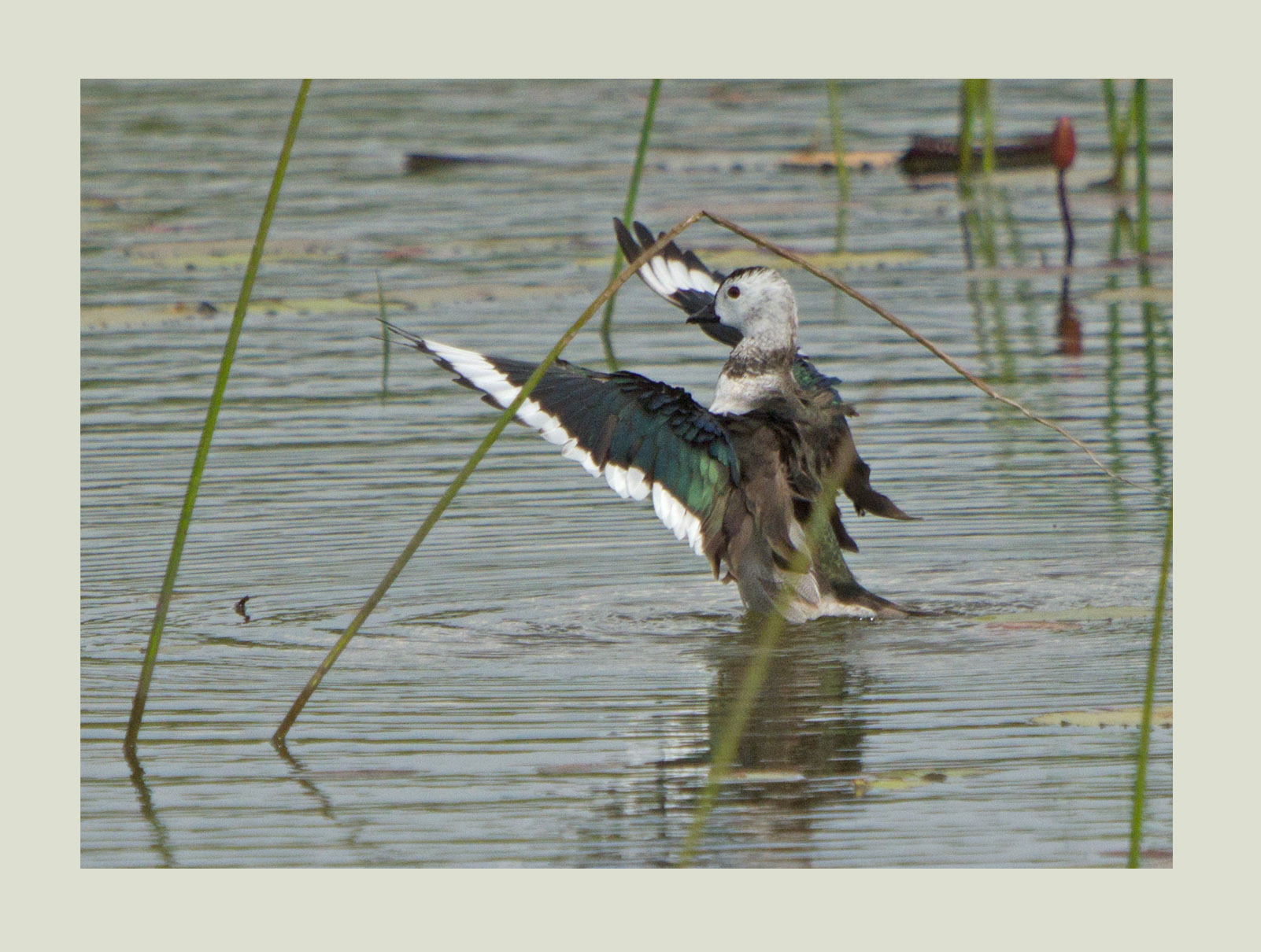 Cotton Pygmy Goose or Cotton Teal (Nettapus coromandelianus)