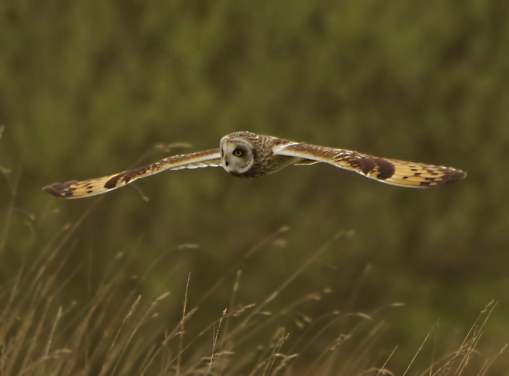 Short eared Owl