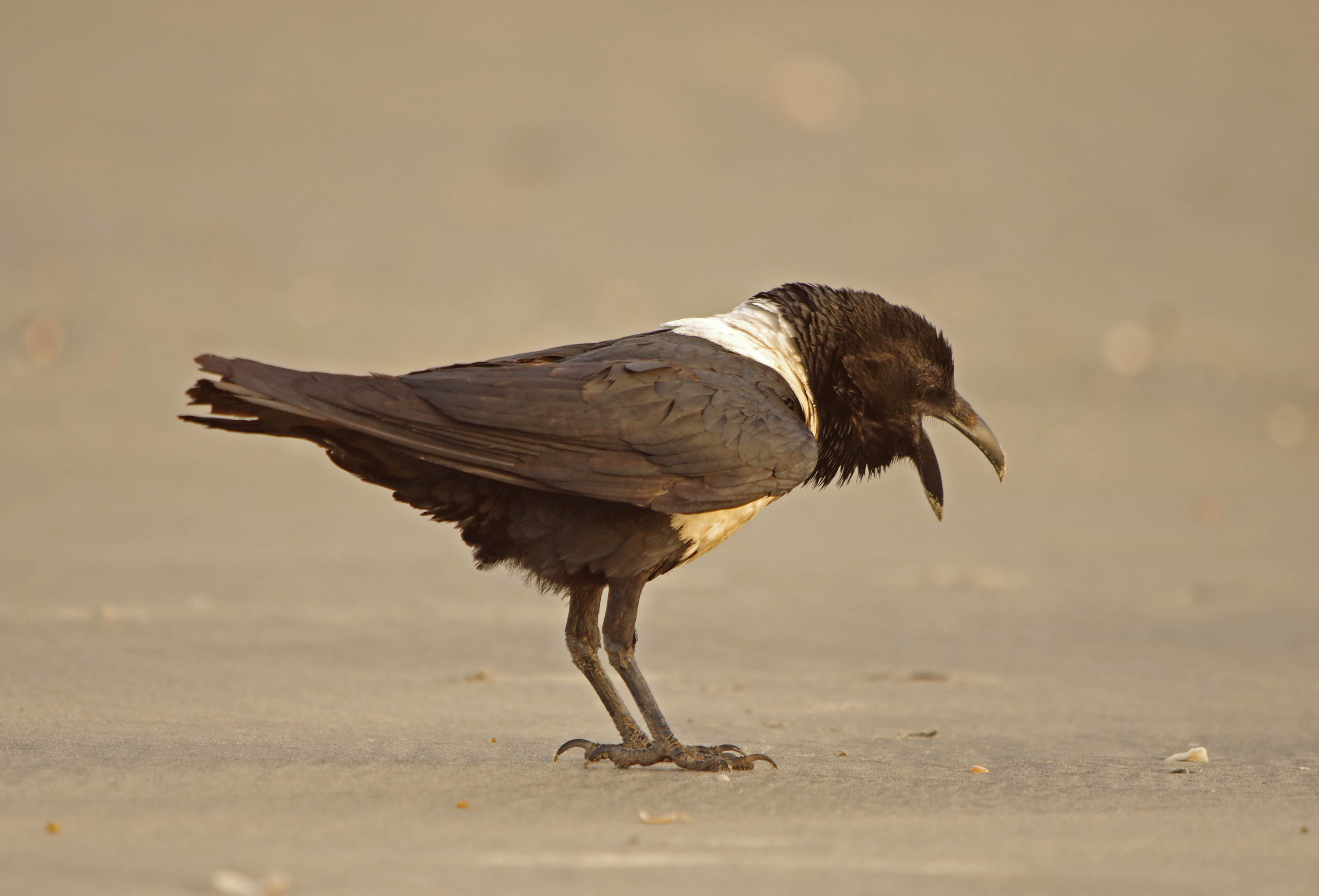 Pied Crow