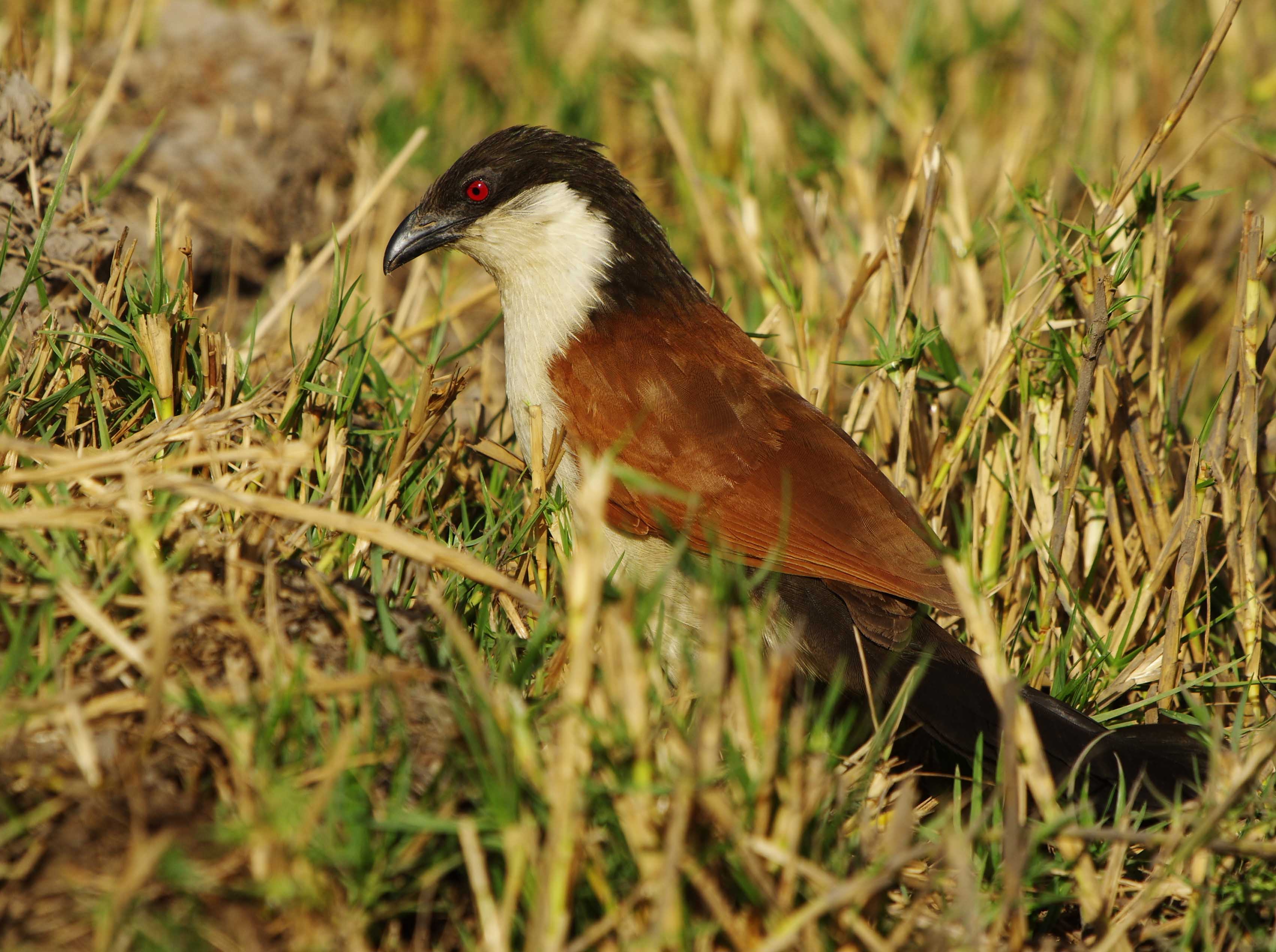 Senegal Coucal