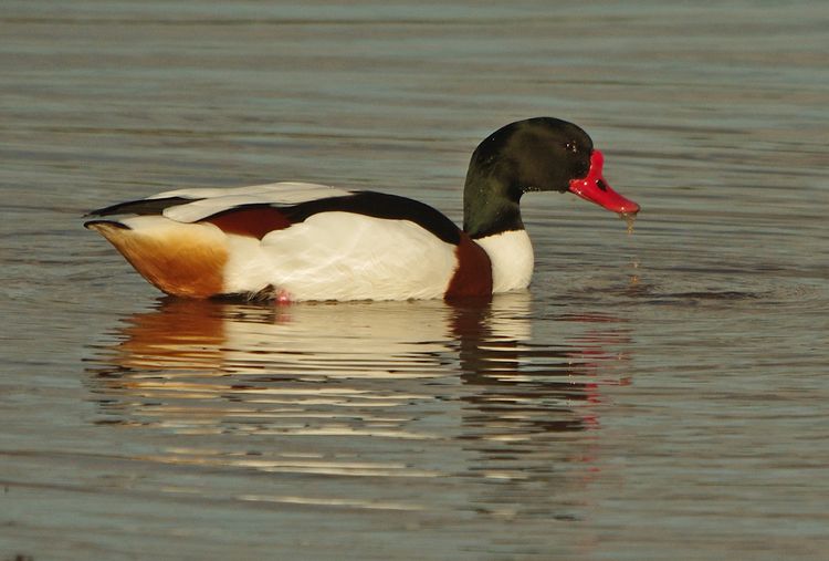 Common Shelduck - Tadorna tadorna