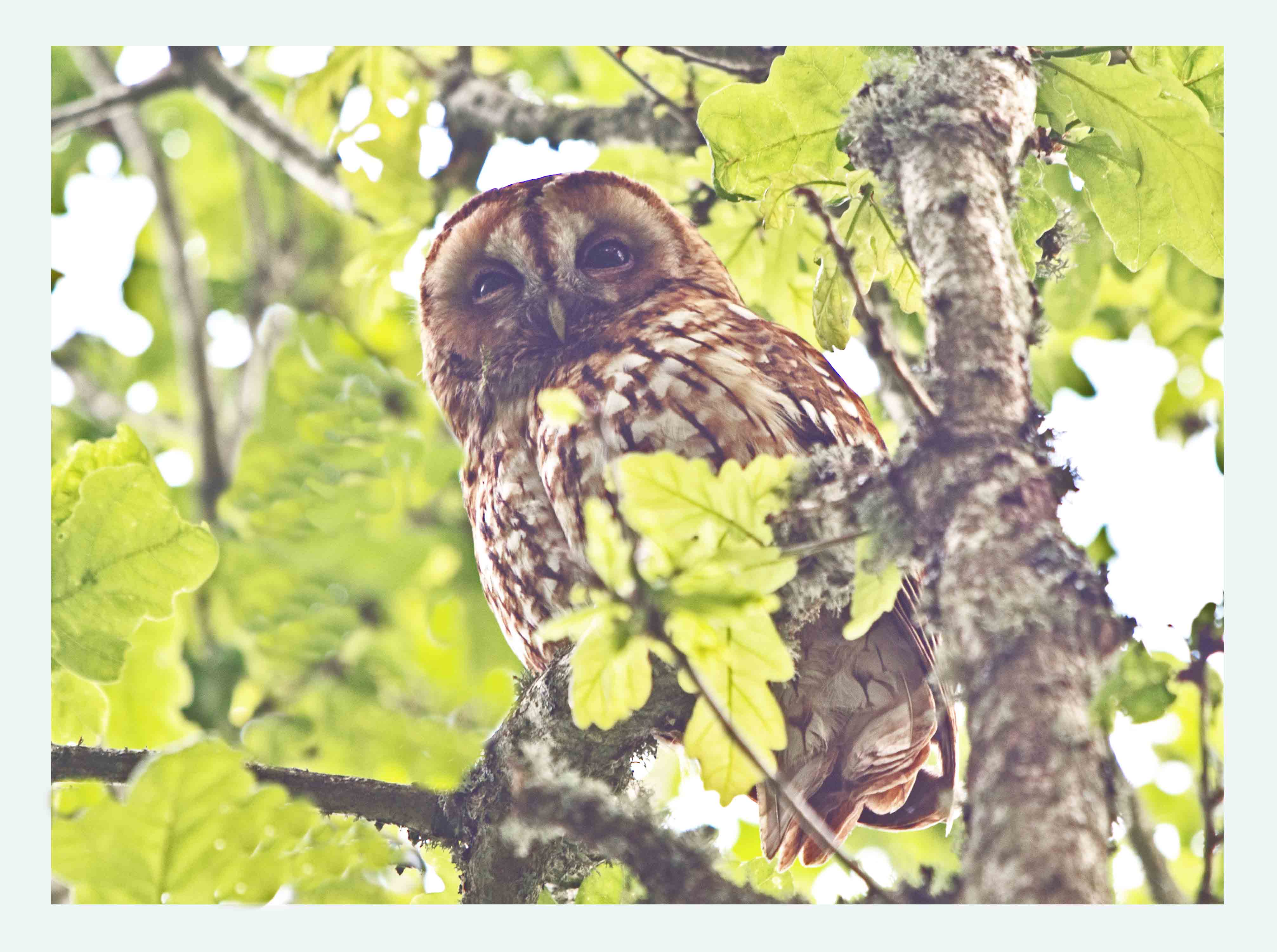 Tawny Owl - Strix aluco