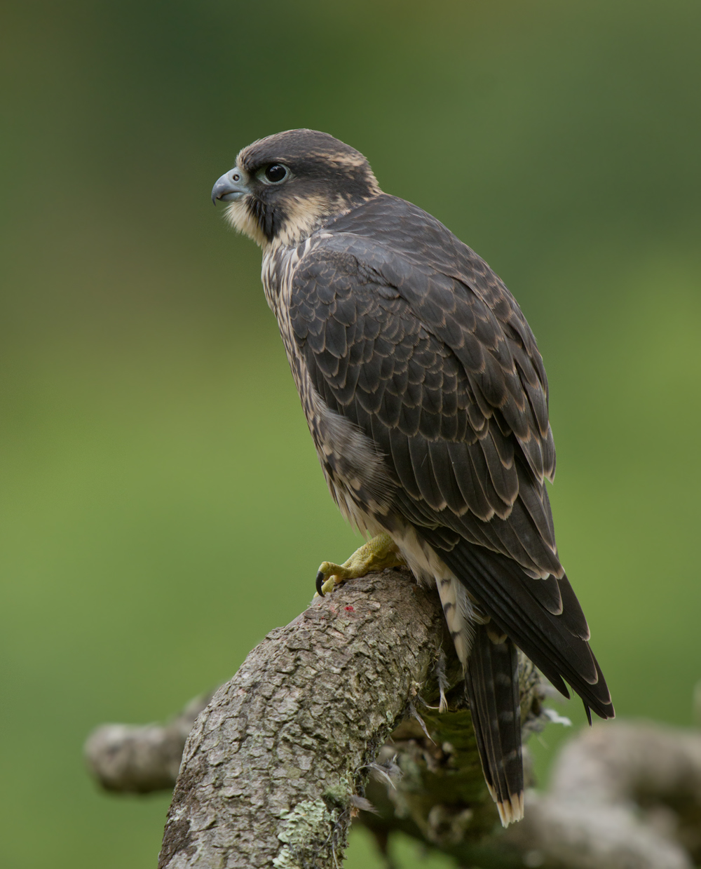 Peregrine