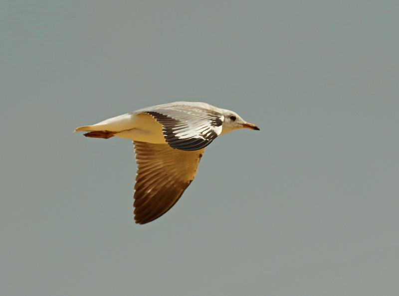 Brown-headed Gull, Chroicocephalus brunnicephalus