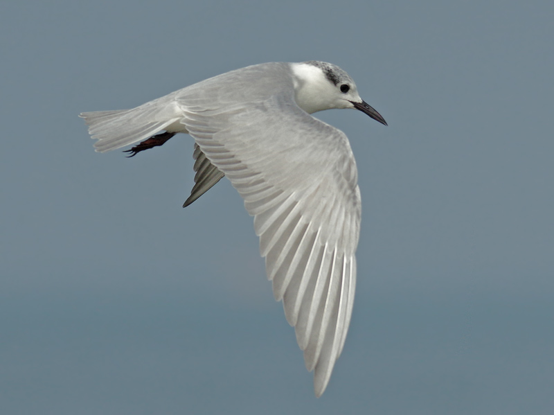 Whiskered Tern