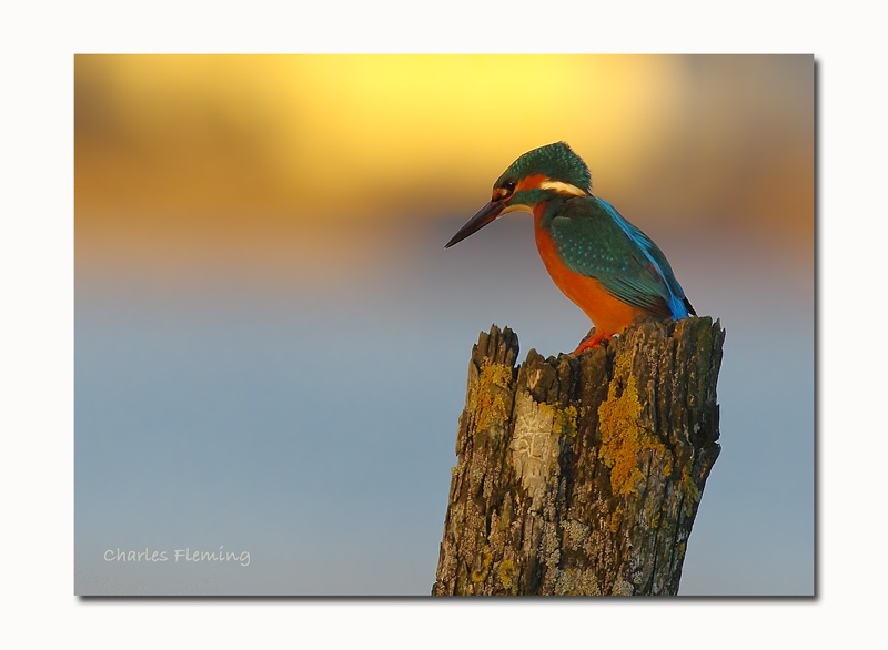 Common Kingfisher