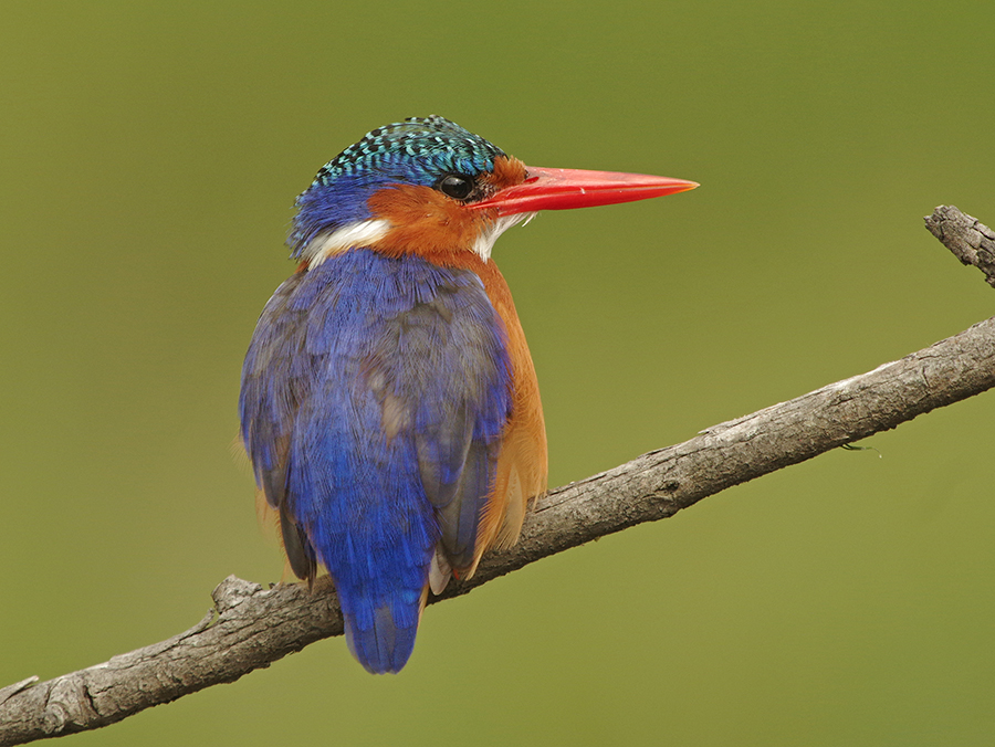 Malachite Kingfisher