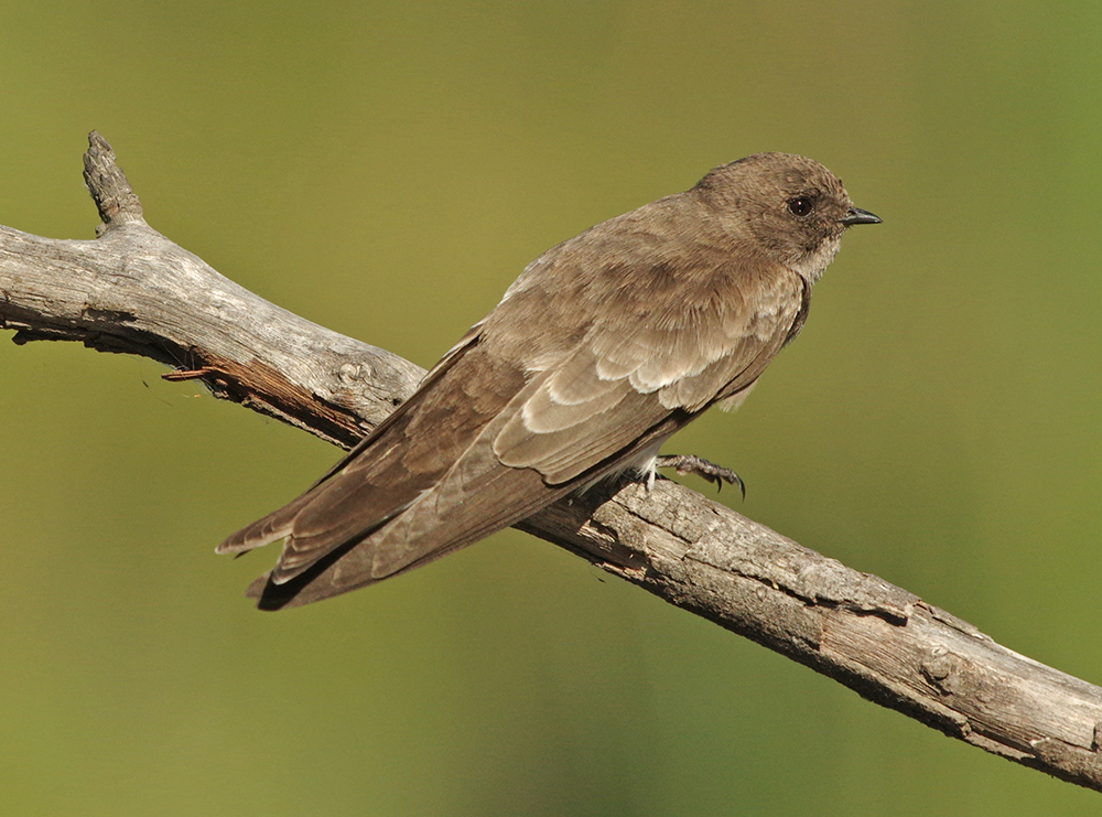 Brown Martin