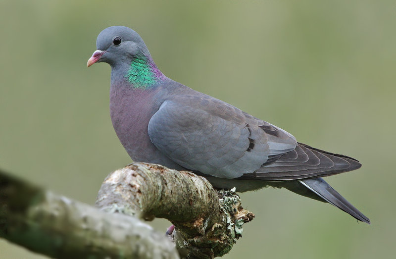 Stock Dove - Columba oenas