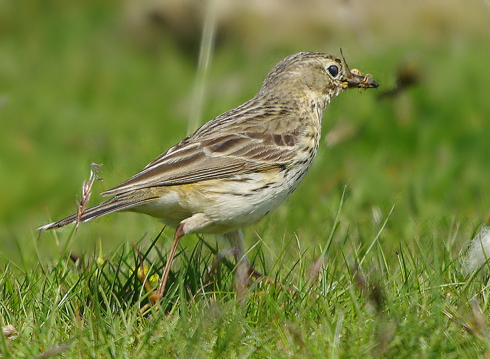 Meadow Pipit