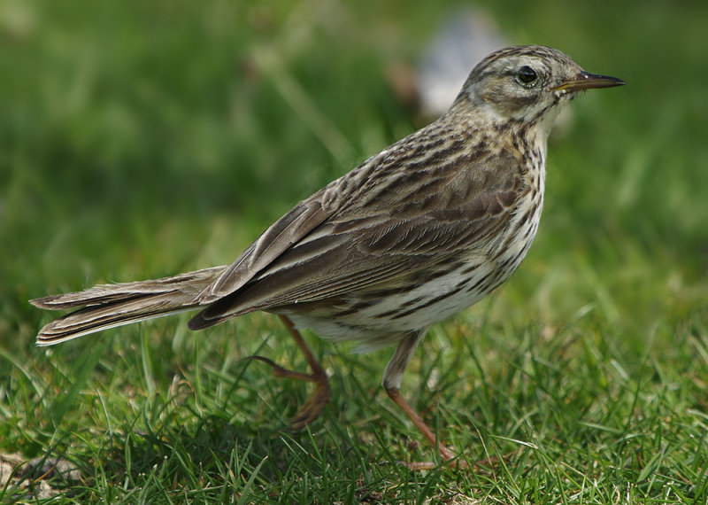 Meadow Pipit