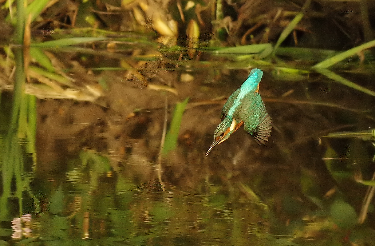 Kingfisher- Alcedo athis