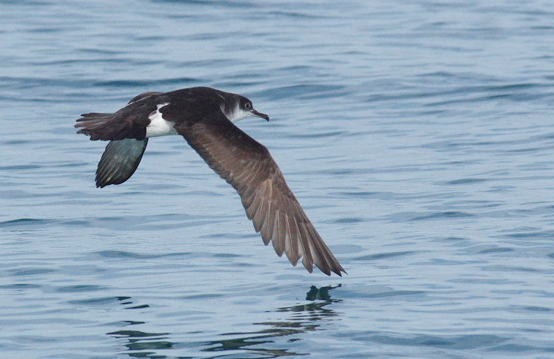 Manx Shearwater