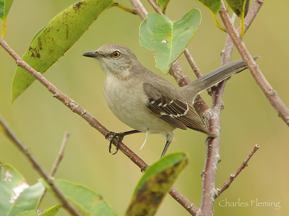 Northern Mockingbird