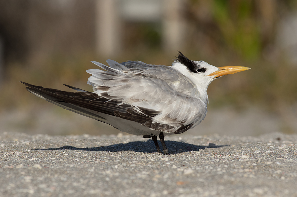 Royal Tern