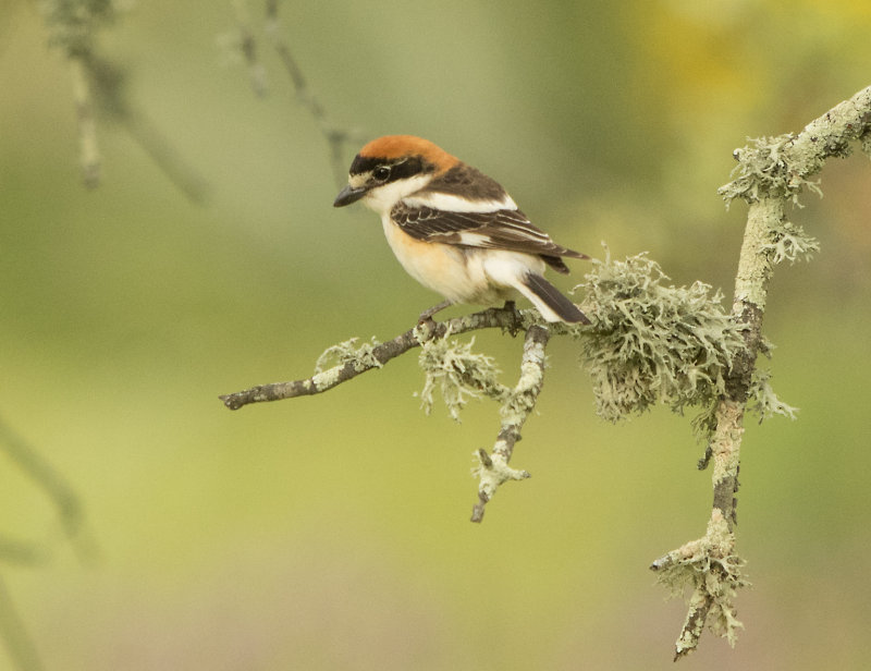 Woodchat Shrike (Lanius senator)