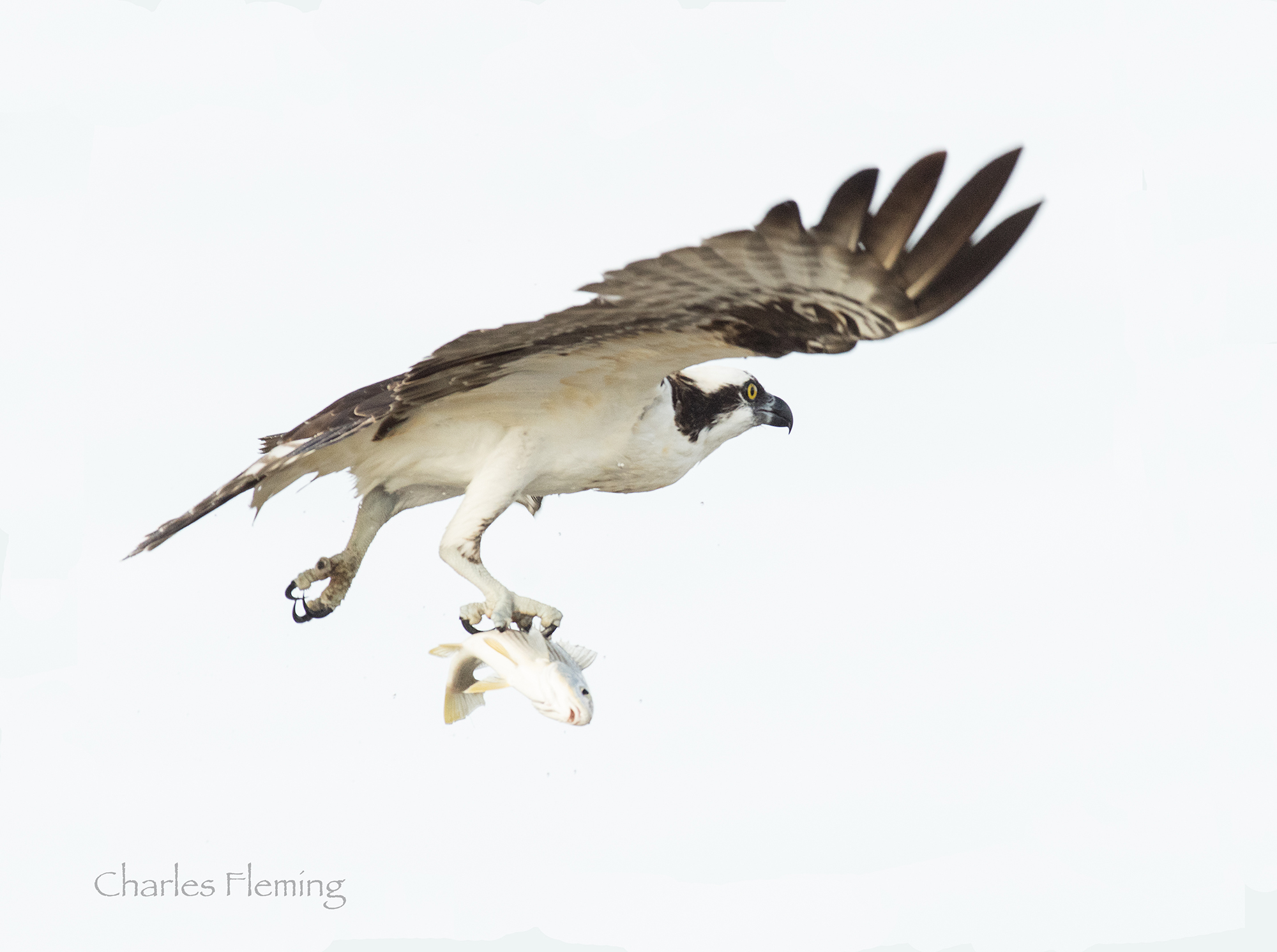 Osprey -  Pandion haliaetus
