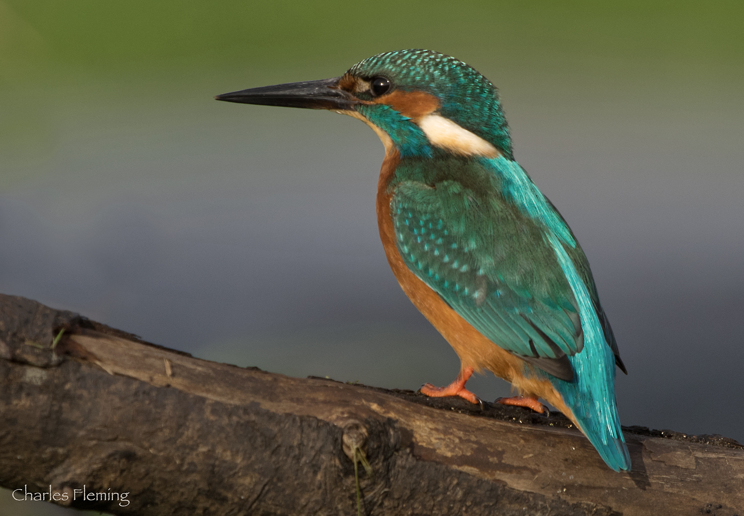 Male Alcedo athis