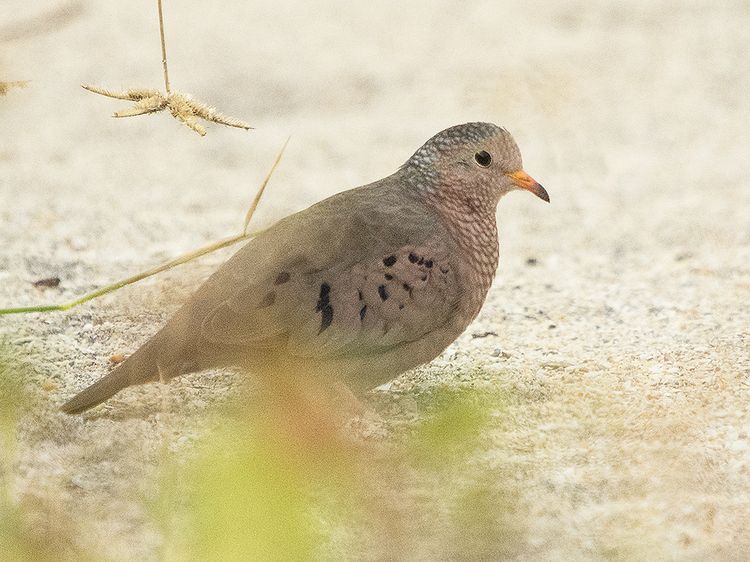 South Florida 