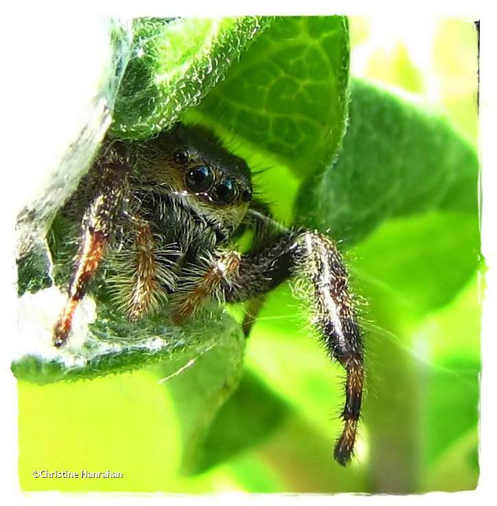 Jumping spider in shelter