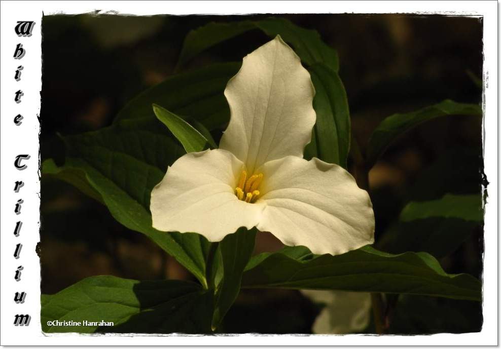 Trillium, white